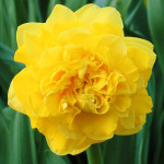 Цибулини нарцису Eastertide