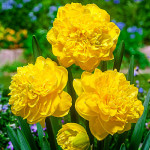 Цибулини нарцису Eastertide