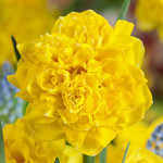 Цибулини нарцису Eastertide