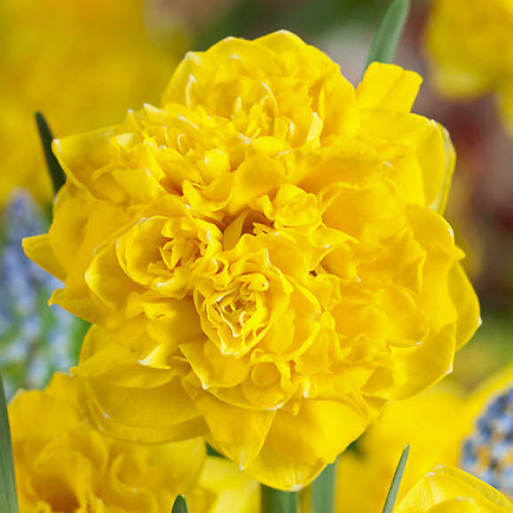 Цибулини нарцису Eastertide