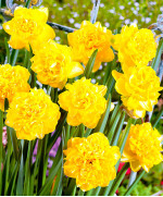 Цибулини нарцису Eastertide