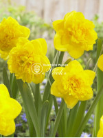 Луковицы нарцисса Eastertide