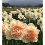 Цибулини нарцису Flower Surprise