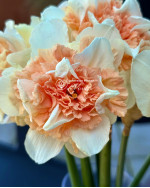 Луковицы нарцисса Flower Surprise
