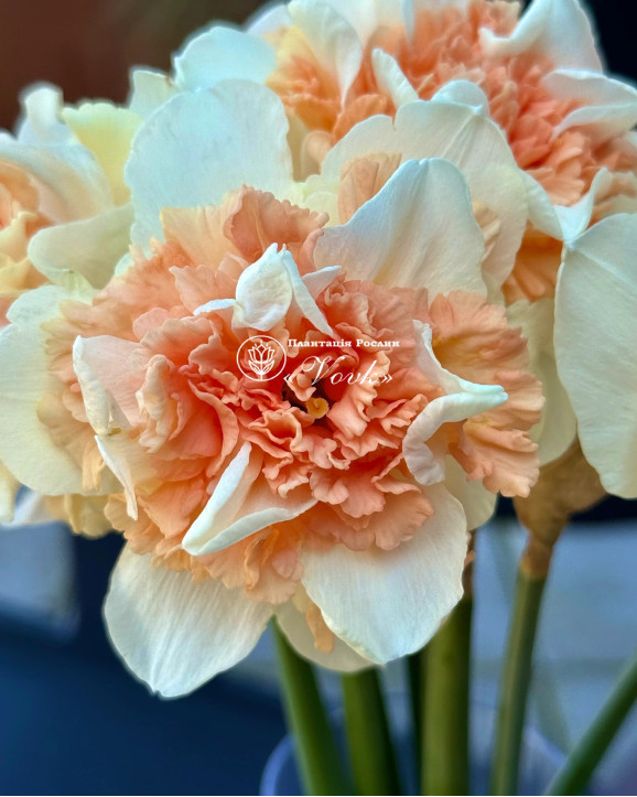 Луковицы нарцисса Flower Surprise