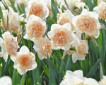 Луковицы нарцисса Flower Surprise