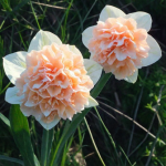 Цибулини нарцису Flower Surprise