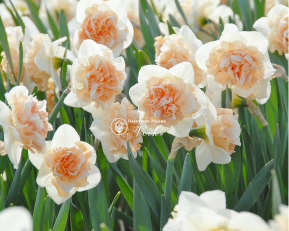 Луковицы нарцисса Flower Surprise