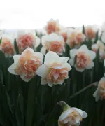Цибулини нарцису Flower Surprise