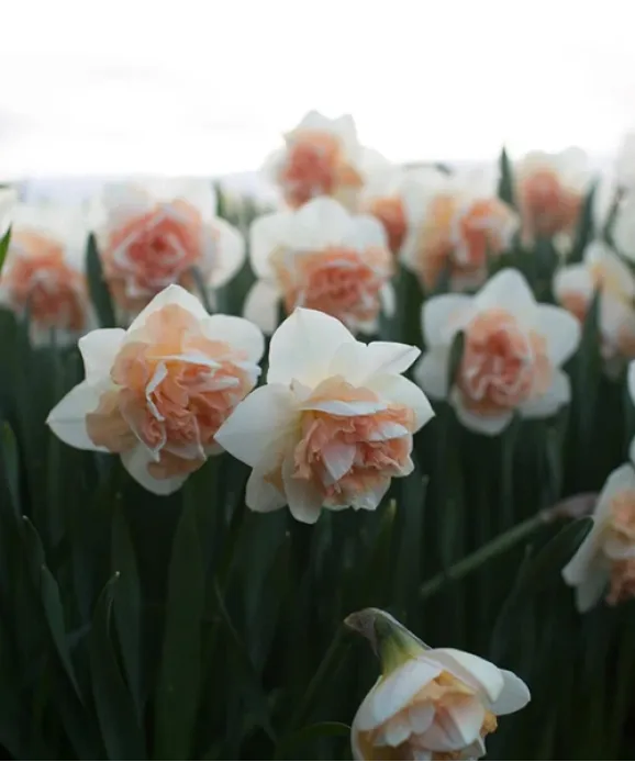 Цибулини нарцису Flower Surprise