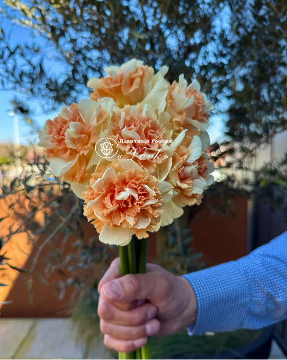 Луковицы нарцисса Flower Surprise