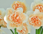 Луковицы нарцисса Flower Surprise
