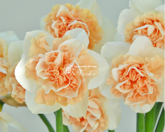 Луковицы нарцисса Flower Surprise