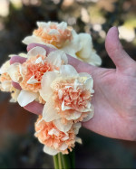 Луковицы нарцисса Flower Surprise