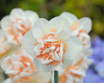 Луковицы нарцисса Flower Surprise