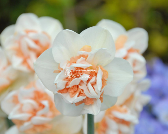 Луковицы нарцисса Flower Surprise