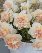 Луковицы нарцисса Flower Surprise