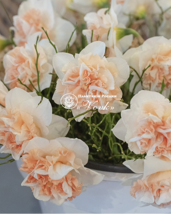 Луковицы нарцисса Flower Surprise