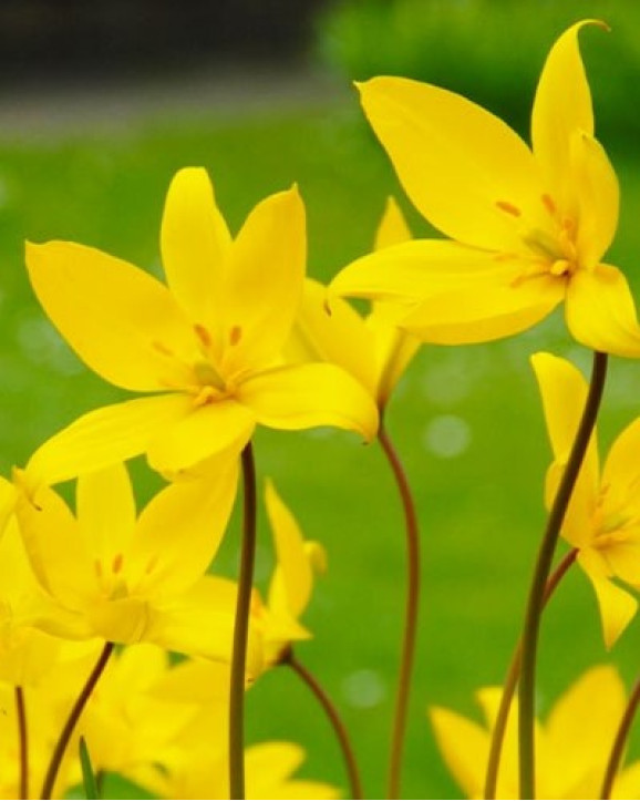 Цибулини тюльпану Sylvestris