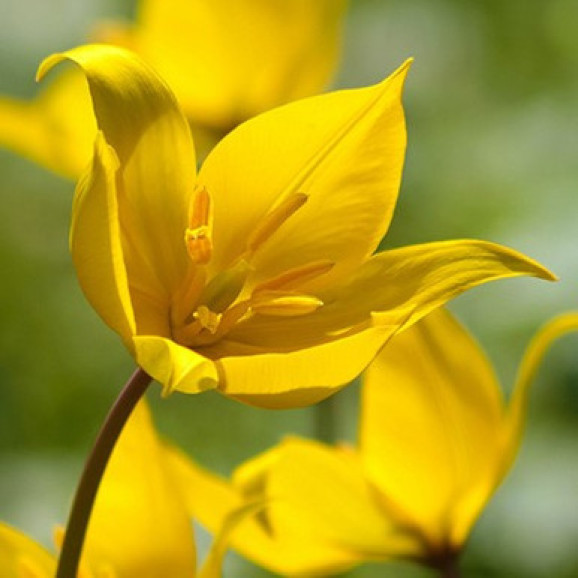 Цибулини тюльпану Sylvestris
