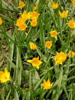 Цибулини тюльпану Sylvestris