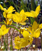 Цибулини тюльпану Sylvestris