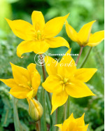Цибулини тюльпану Sylvestris