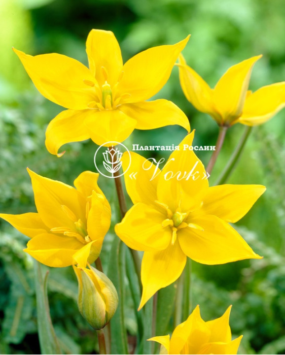 Цибулини тюльпану Sylvestris