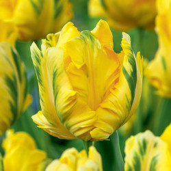 Цибулини тюльпану Eagle Wings
