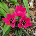 Цибулини тюльпану Violetta