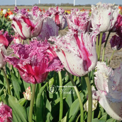 Луковицы тюльпана Purple Circus