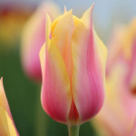 Цибулини тюльпану Blushing Lady