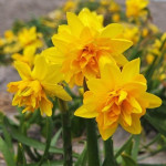 Цибулини нарцису Tete Boucle