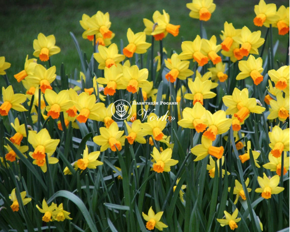 Луковицы нарцисса Jetfire