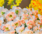 Луковицы нарцисса Mallee