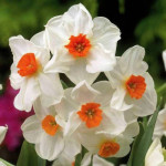 Цибулини нарцису Geranium