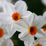 Цибулини нарцису Geranium