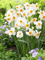 Луковицы нарцисса Geranium