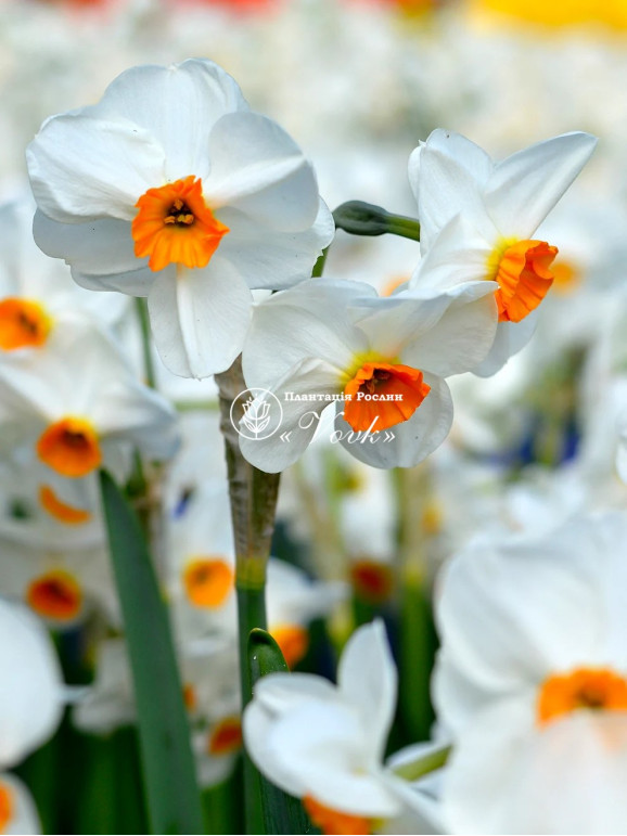 Луковицы нарцисса Geranium