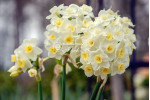 Луковицы нарцисса Grand Primo Citroniere
