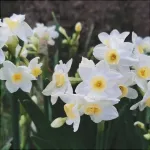 Цибулини нарцису Grand Primo Citroniere