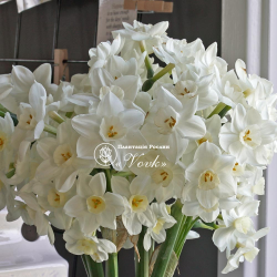 Луковицы нарцисса Grand Primo Citroniere
