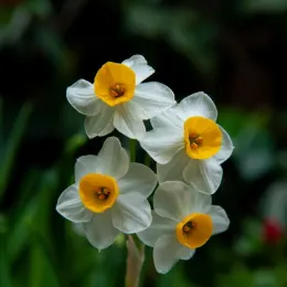 Луковицы нарцисса Tazetta ssp. Lacticolor