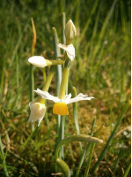 Цибулини нарцису Tazetta ssp. Lacticolor