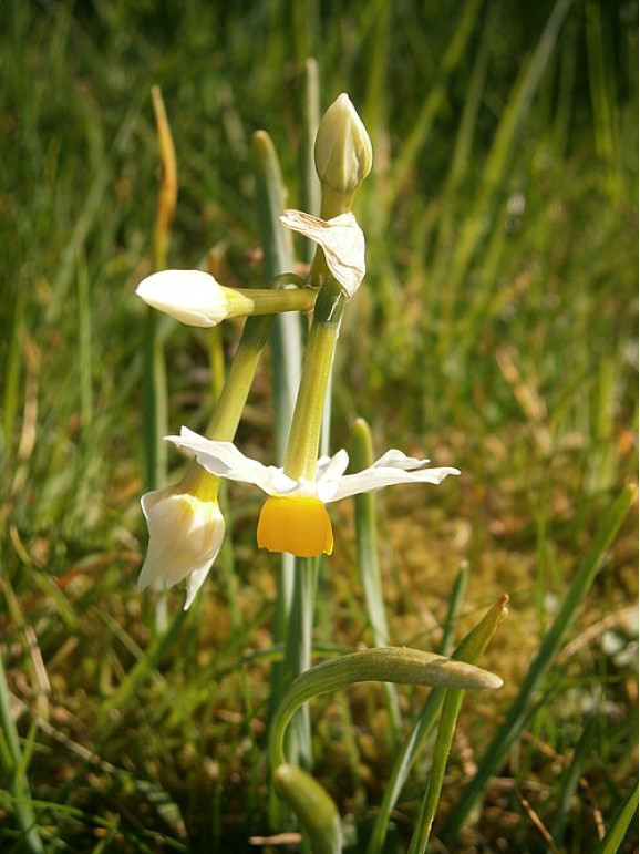 Цибулини нарцису Tazetta ssp. Lacticolor
