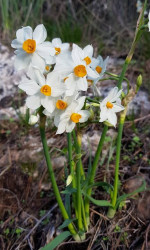 Луковицы нарцисса Tazetta ssp. Lacticolor