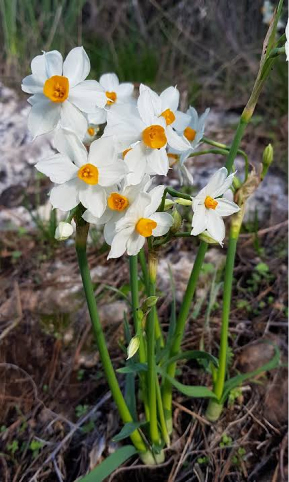 Луковицы нарцисса Tazetta ssp. Lacticolor