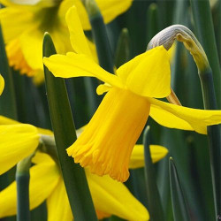 Луковицы нарцисса Gold Cycla