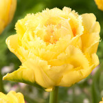 Цибулини тюльпану Lemon Shoot