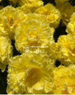 Луковицы тюльпана Lemon Shoot